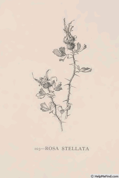 '<i>Rosa stellata</i> Wooton' rose photo