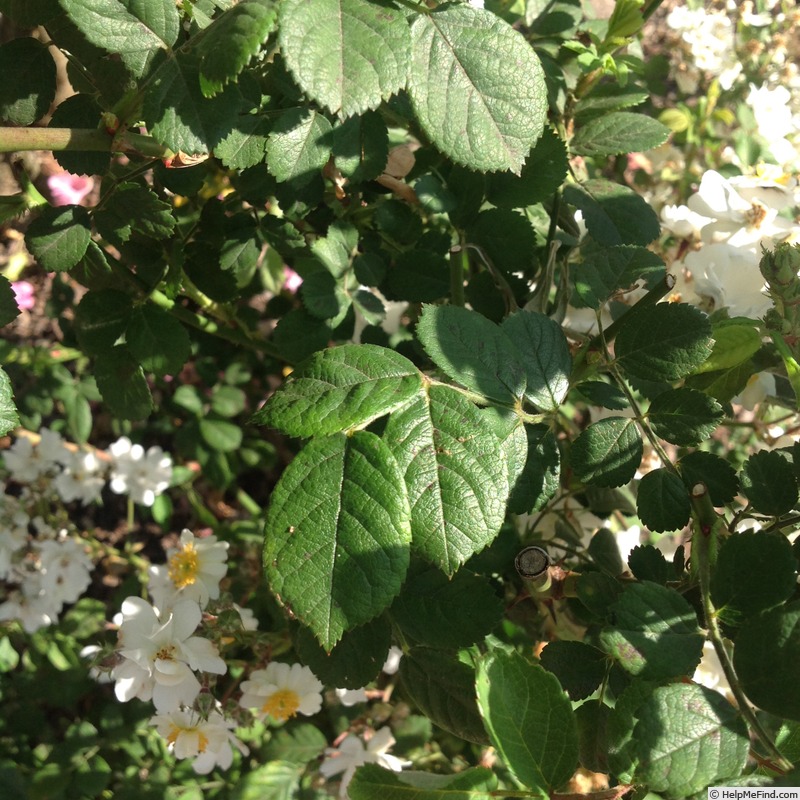 'Blackberry Blossom' rose photo