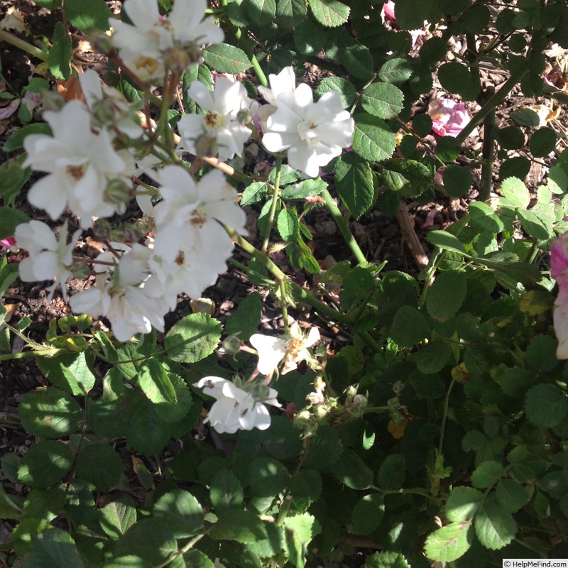 'Blackberry Blossom' rose photo