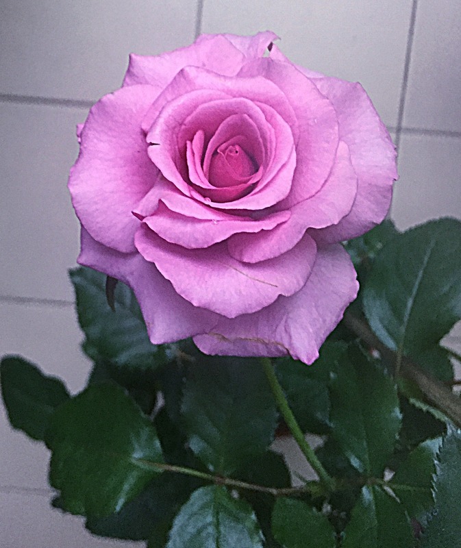 'Barbra Streisand ®' rose photo