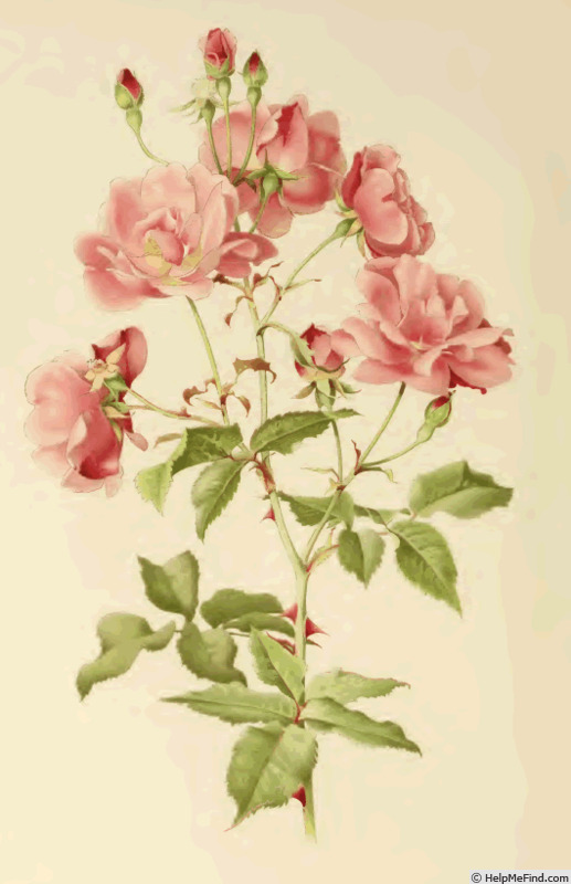 '<i>Rosa chinensis</i> Jacq.' rose photo