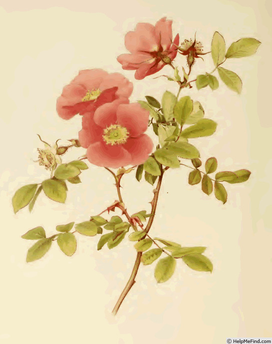 '<i>Rosa macrophylla</i> Lindl.' rose photo