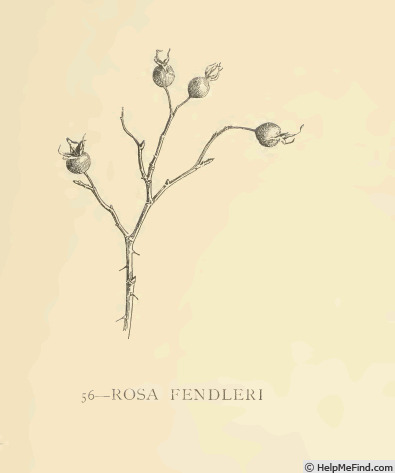 '<i>Rosa fendleri</i> Crépin synonym' rose photo