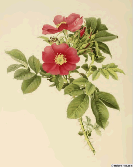 '<i>Rosa</i> X <i>calocarpa</i> (André) Willmott' rose photo