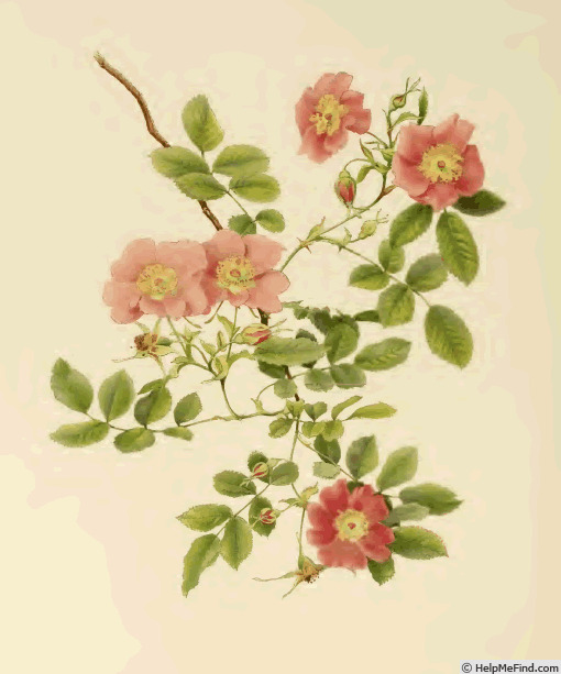 '<i>Rosa humilis</i> Marsh. synonym' rose photo