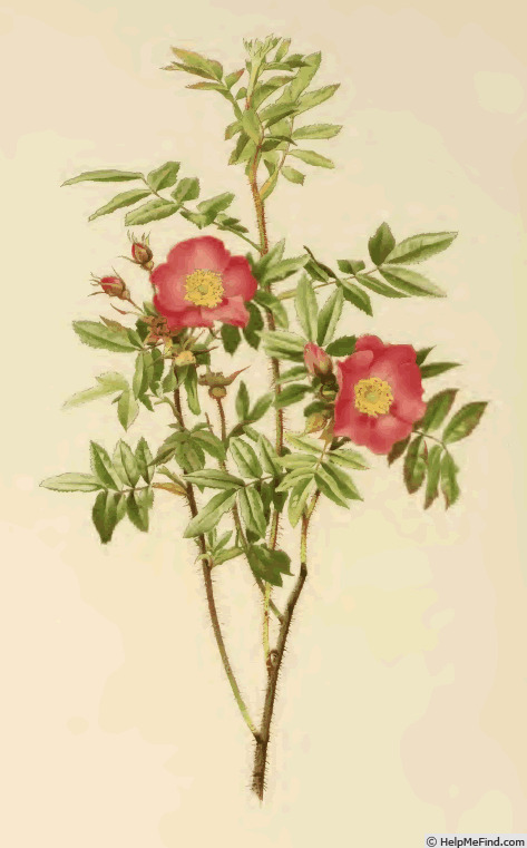 '<i>Rosa nitida</i> Willd.' rose photo