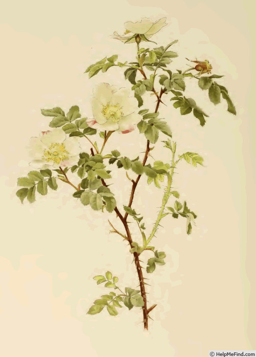 '<i>Rosa</i> X <i>involuta</i> Smith' rose photo