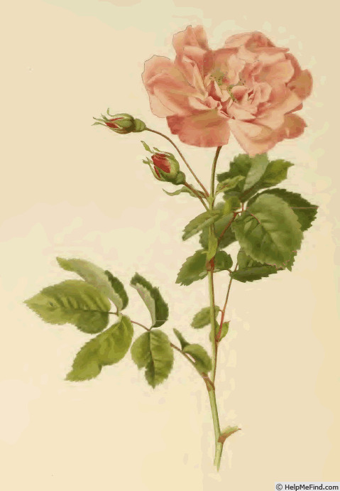 '<i>Rosa l'heritierana</i> Redouté & Thory synonym' rose photo