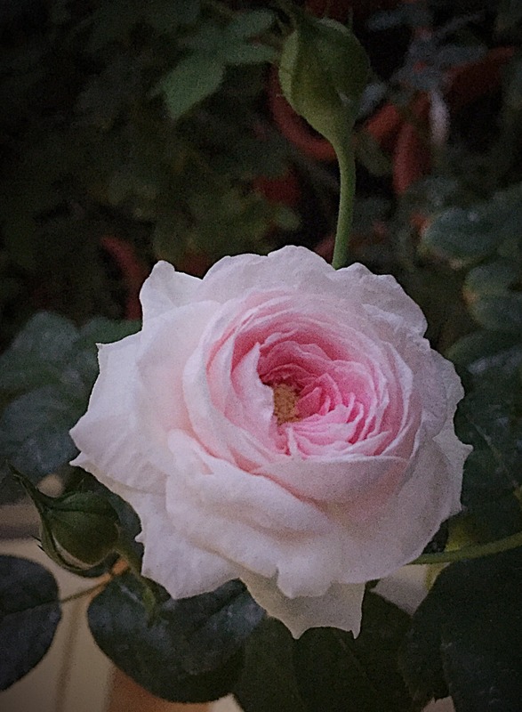 'Mon Coeur' rose photo