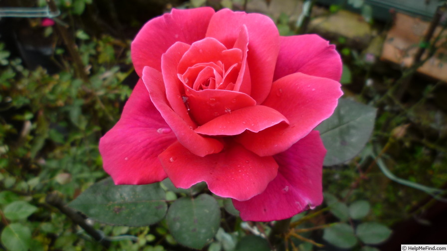 'Lyndy's First Love' rose photo