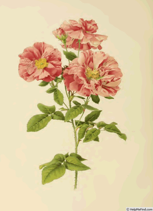 '<i>Rosa gallica</i> var. <i>versicolor</i> L.' rose photo