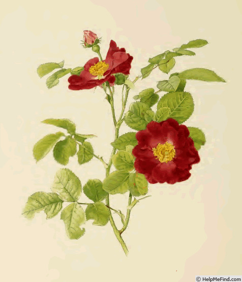 '<i>Rosa gallica</i> var. <i>officinalis</i> Ser.' rose photo