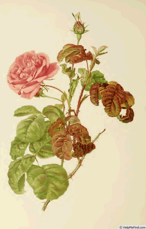 '<i>Rosa provincialis</i> var. <i>Bullata</i> Hort.' rose photo