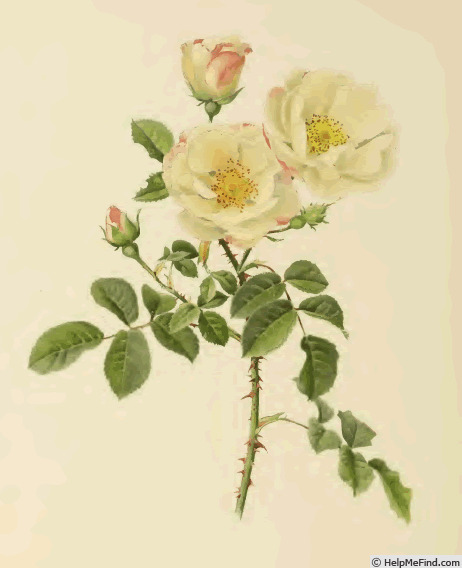 '<i>Rosa damascena</i> rubrotincta' rose photo