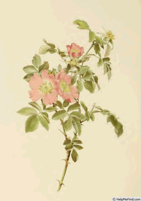 '<i>Rosa tomentosa</i> Sm.' rose photo