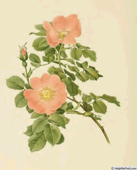 '<i>Rosa jundzillii</i> Besser synonym' rose photo