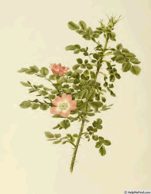 '<i>Rosa Glutinosa</i> Sibth. & Sm. Synonym' rose photo