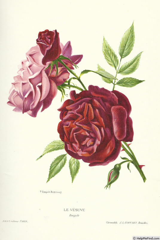 'Le Vésuve (china, Laffay, 1825)' rose photo