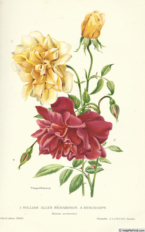 'Deschamps (noisette, Deschamps, 1877)' rose photo