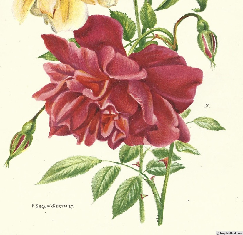 'Deschamps (noisette, Deschamps, 1877)' rose photo