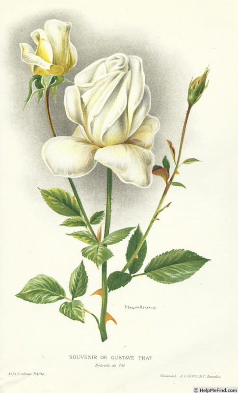 'Souvenir de Gustave Prat' rose photo