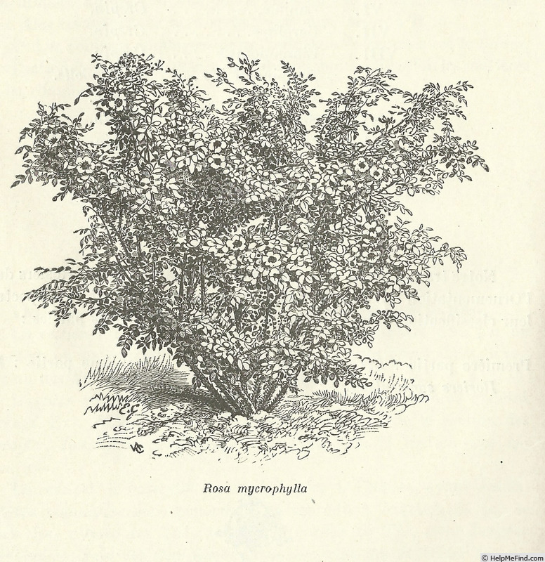 'R. macrophylla' rose photo