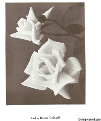 'Hortulanus Fiet (hybrid tea, Verschuren 1918)' rose photo