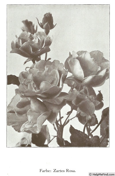 'Else Poulsen' rose photo