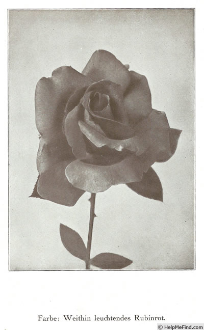'Helga (hybrid tea, Weigand, 1926)' rose photo