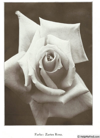 'Christoph Weigand' rose photo