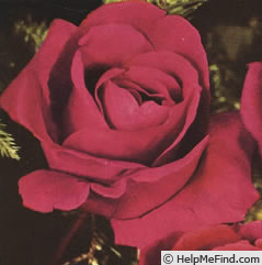'Gerald Hardy' rose photo