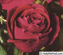 'Colonel Sharman-Crawford' rose photo