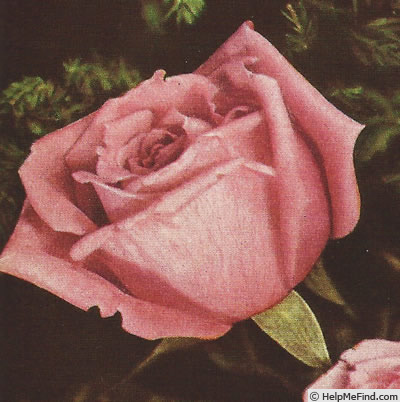 'Dame Edith Helen (Hybrid Tea, Dickson 1925)' rose photo