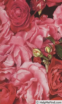 'Ellen Poulsen (Polyantha, Poulsen, 1911)' rose photo