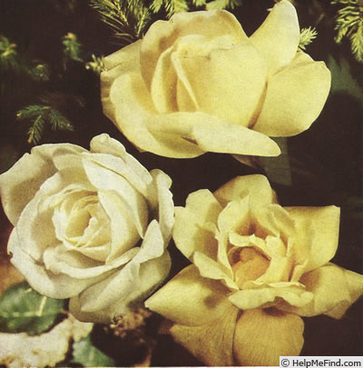 'Francesca (Hybrid Musk, Pemberton, 1922)' rose photo