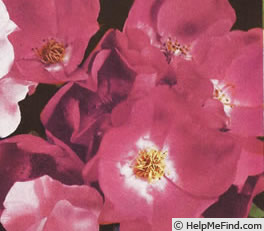 'Kirsten Poulsen' rose photo
