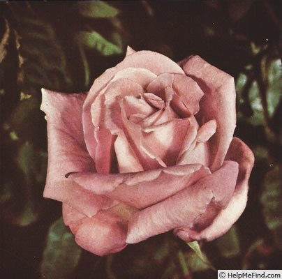 'Eternal Youth' rose photo