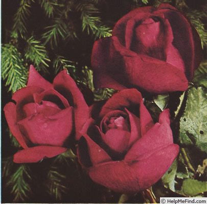 'Madge Whipp' rose photo