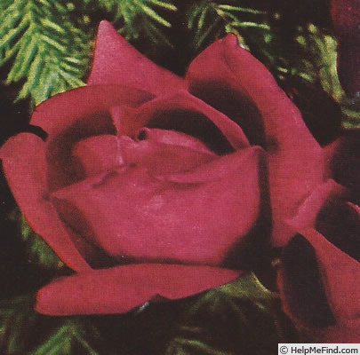 'Madge Whipp' rose photo