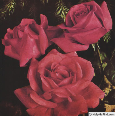 'J.H. Bruce' rose photo