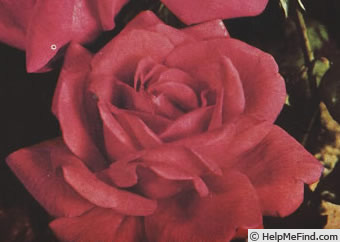 'Mrs. George Geary' rose photo