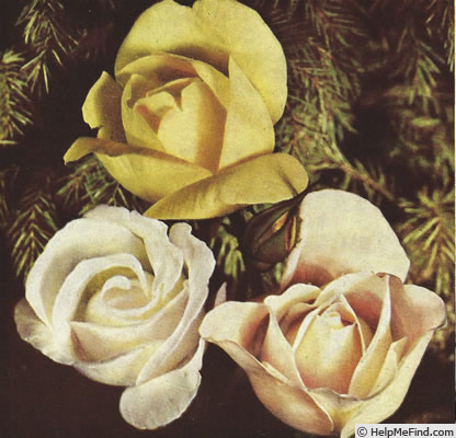 'Percy Izzard' rose photo