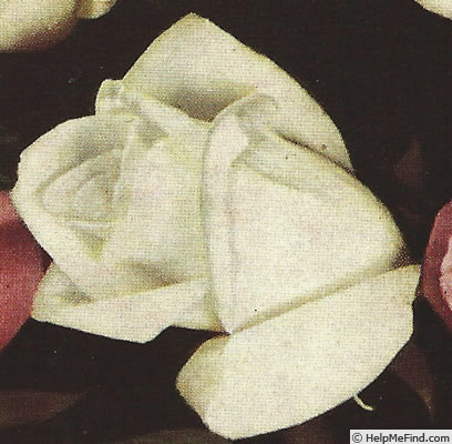 'Madame Jules Bouché' rose photo
