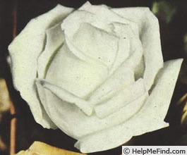 'Elizabeth Arden' rose photo