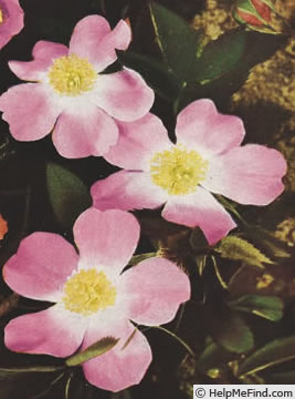 'Flora McIvor (hybrid rubiginosa, Lord Penzance, 1894)' rose photo