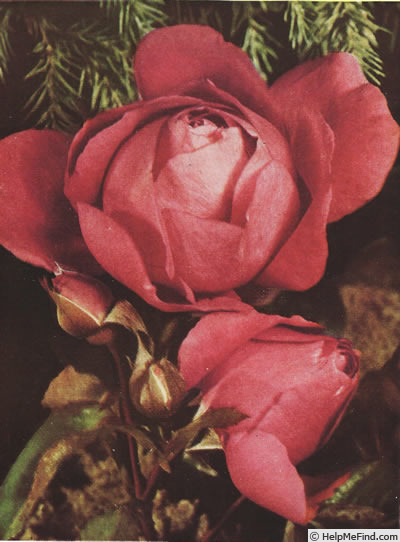 'Margaret McGredy' rose photo