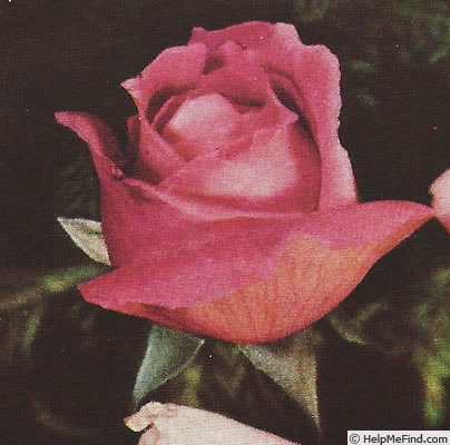 'Mrs. A. R. Barraclough' rose photo