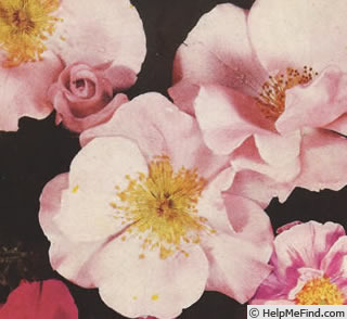 'Dainty Maid' rose photo