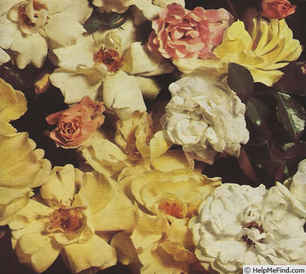 'Poulsen's Yellow' rose photo