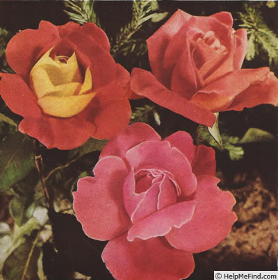 'Dorothy McGredy' rose photo